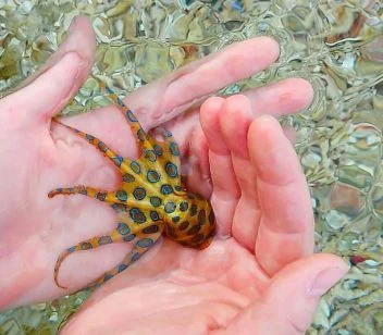 Kroužkovaná chobotnice držená v rukou nad vodou.