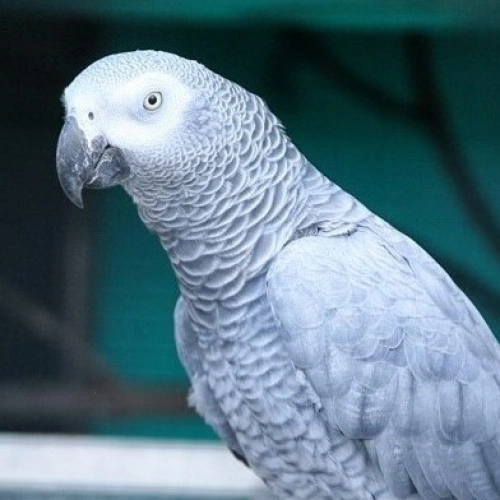 Afrikanští šedí papoušci v zoo