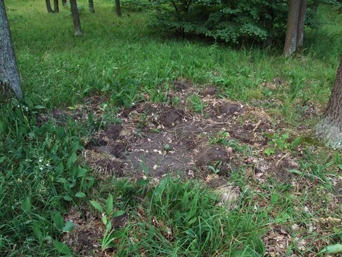 Země porušená divokým prasetem v přírodě s výraznými stopami.