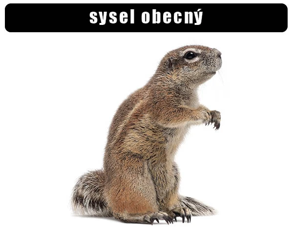 Sýselec obecný sedící vzpřímeně na bílém pozadí.