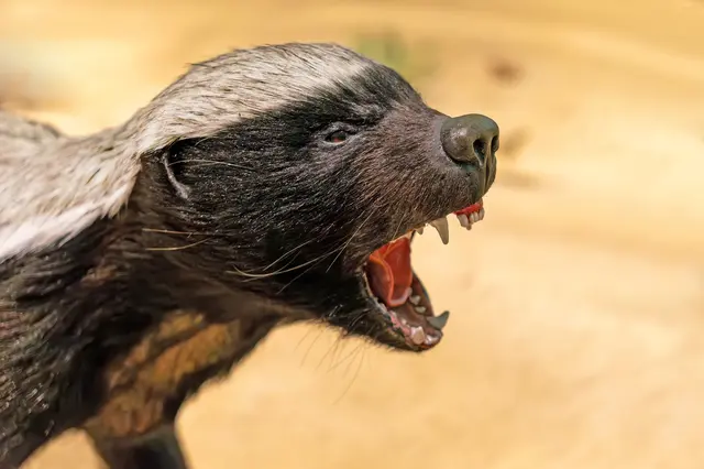 Portrétní záběr medojeďa kapského s otevřenou tlamou.