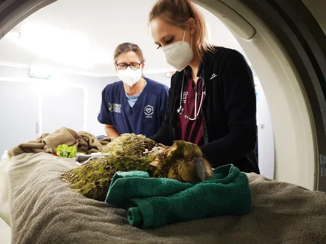 Kakapo papoušek soví je na rentgenu s veterináři.