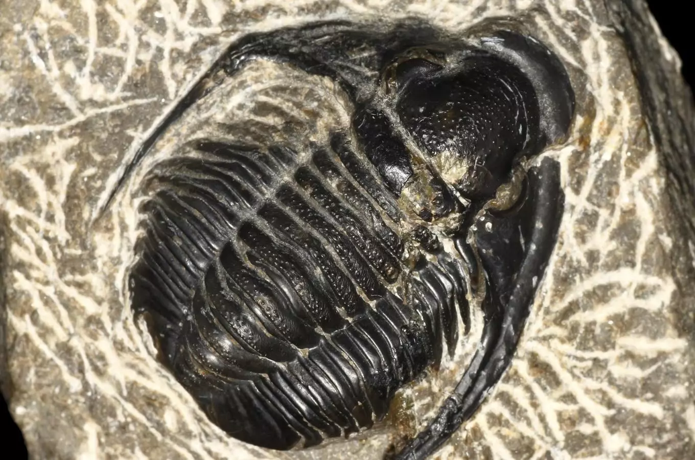 Fosilie trilobita nalezená Joachimem Barrandou.