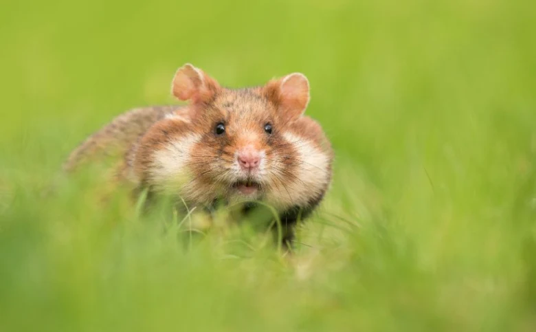 European hamster in grass