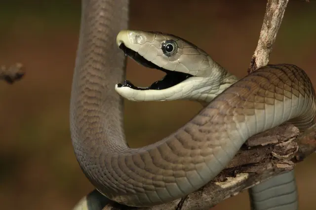 Černá mamba zavinutá na větvi s otevřenou tlamou.