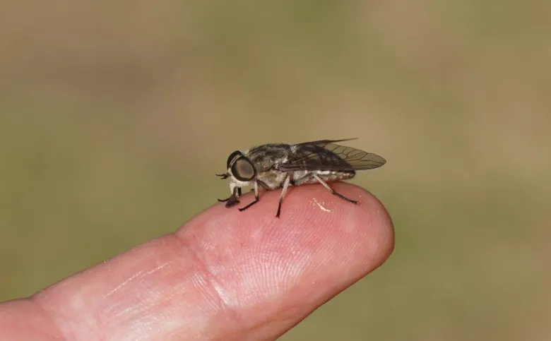 Horse fly on finger