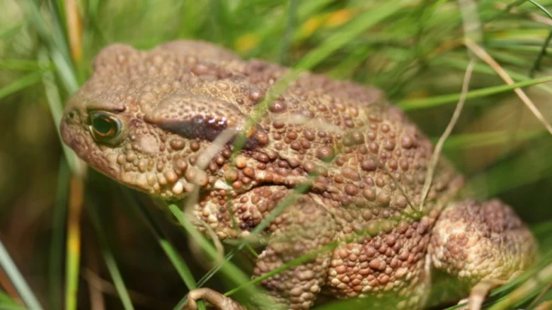 Ropucha obecná sedící v trávě s viditelnou kůží.