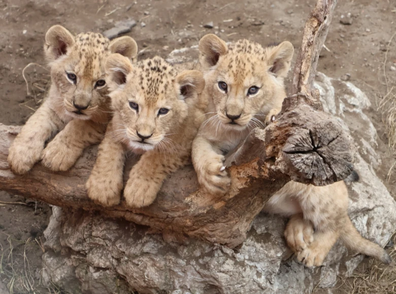 Tři mláďata lva odpočívají na kmeni v zoo.