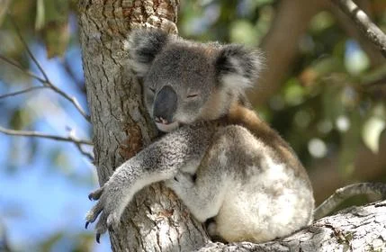 Spící koala přitisknutý k kmenu stromu v přírodě.