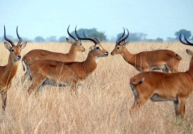 Skupina býložravců, pravděpodobně impala nebo kudu v savaně.