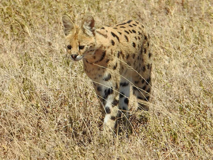 Serval divoká kočka chodící po suché trávě v přírodě.