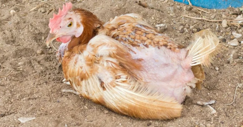 Nemocná slepice leží na zemi v domácím chovu.