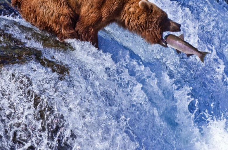 Medvěd grizzly chytá lososa nad kaskádou vody.