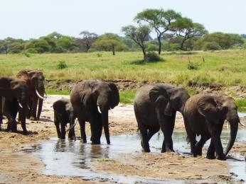 Skupina afrických slonů pije v bažině na saveně.