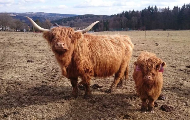 Velká skotská kráva Highlands stojí vedle jejího telence na louce.
