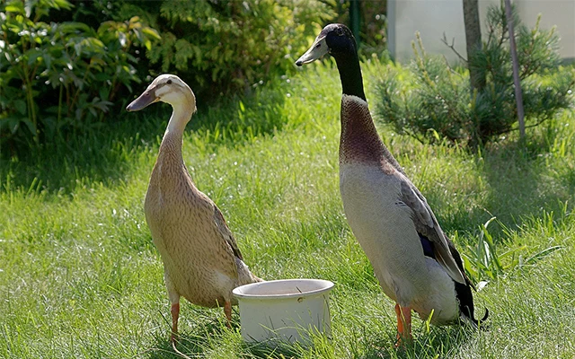 Dvě kachny indický běžec stojí na trávě vedle misky.