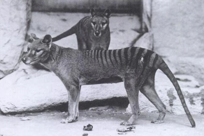 Dva tasmanijské tygři na historické černobílé fotografii
