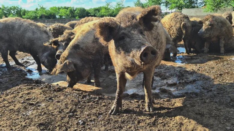 Skupina prasat mangalic v blate na farme