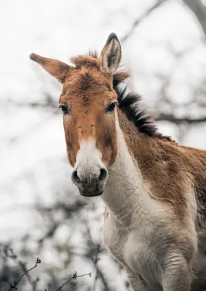 Hnědý luňák (Equus hemionus) v přírodě s rozostřeným pozadím.