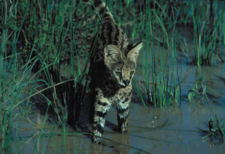 Serval divoká kočka chodící po vodě v trávě.