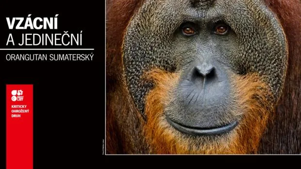 Portrét obličeje sumaterského orangutana v přírodě