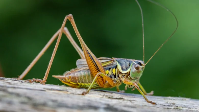 Zelený hmyz (křída) sedící na kůře stromu.