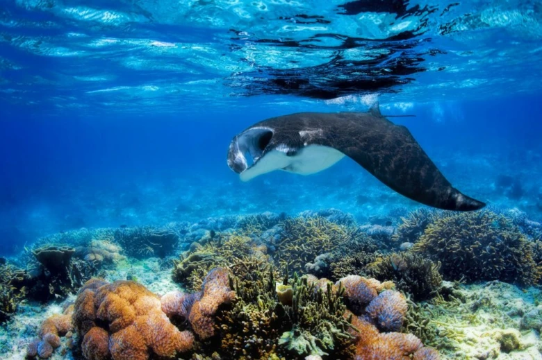 Giant manta ray swimming over coral reef