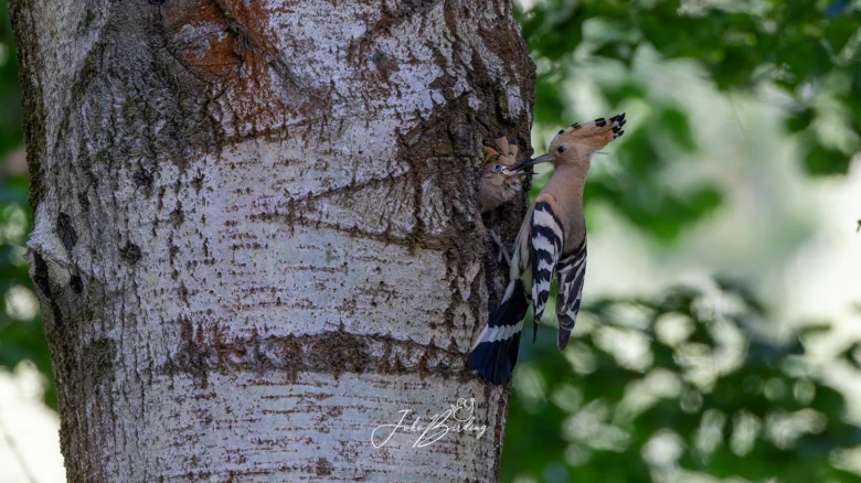 Hoopojka krmit mládě v dutině stromu.