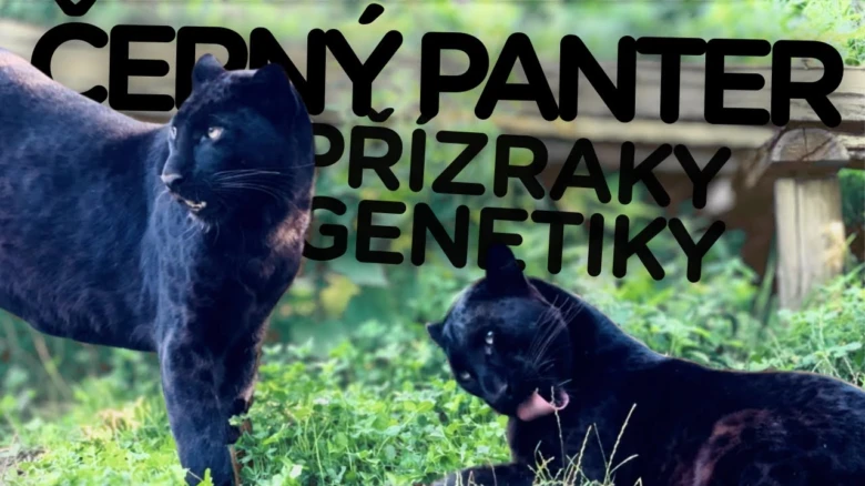 Dva černí panterové v přírodě s textem Černý panter