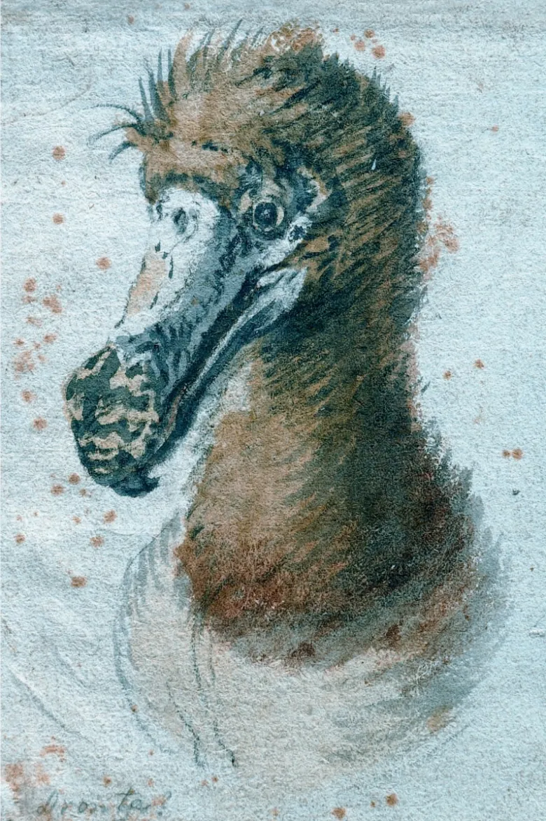 Ilustrace hlavy dronta s velkým zobákem a peří na hlavě.