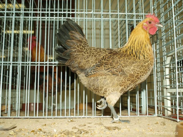 Česká zlatá kropenka v kleci s drůbeží