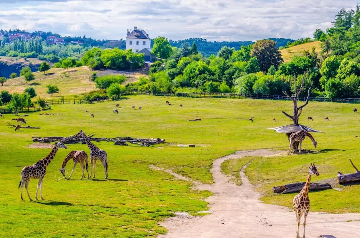 Žirafy v prostorném výběhu zoologické zahrady s trávníkem.