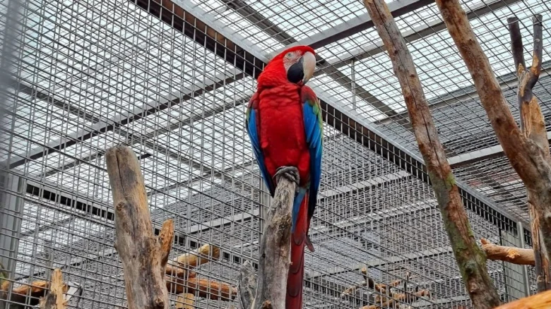 Květnatý papoušek ara sedí v kleci zoologické zahrady.