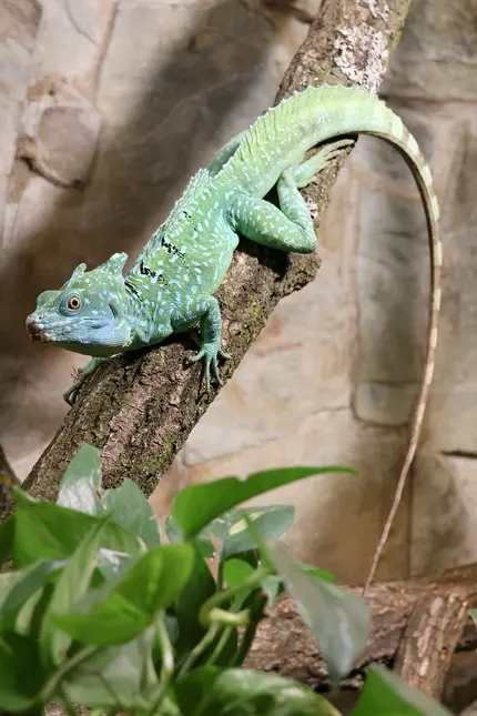 Zelený ještěr sedí na větvě v expozici zoo.