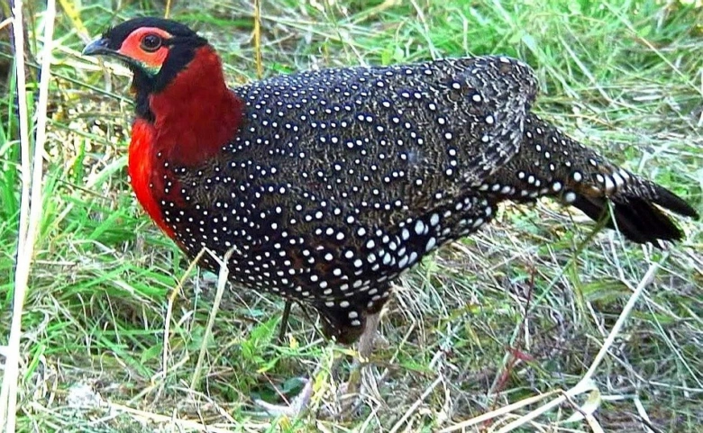 Red-necked pheasant bird