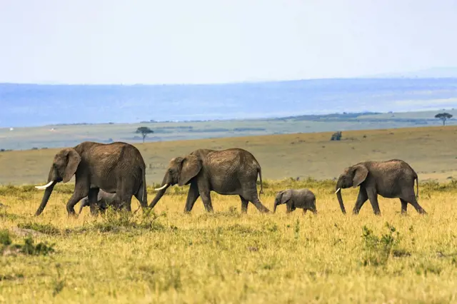 Elephant family walking