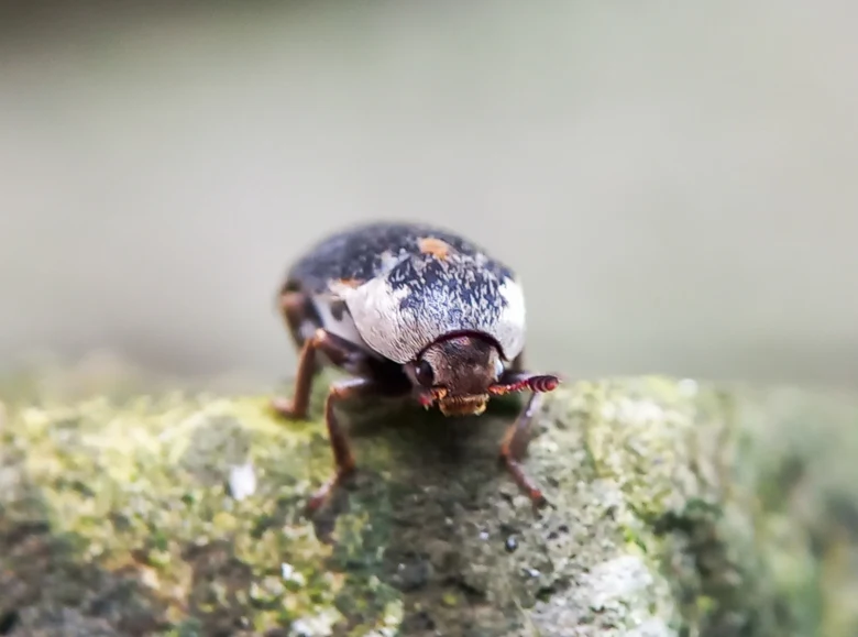 Dermestid beetle on mossy surface