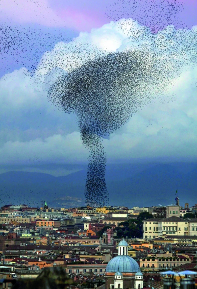 Starling murmuration