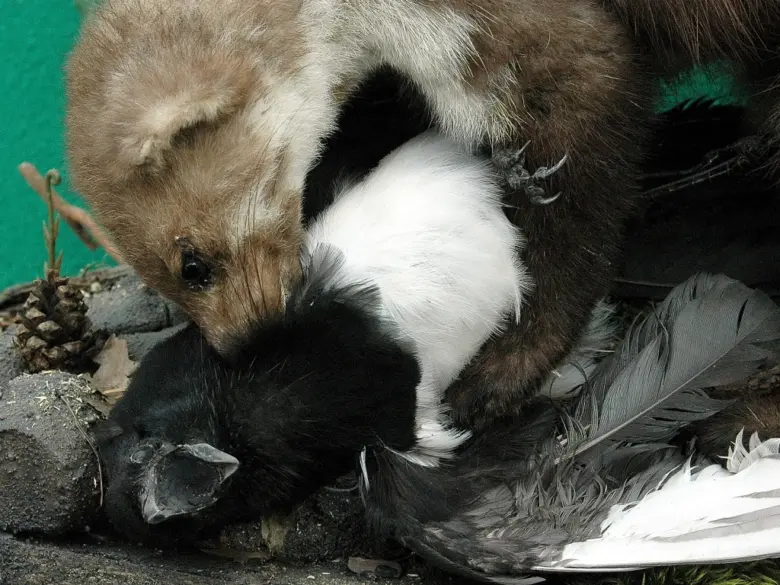 Stoat zabíjí slepici na zemi mezi kameny.