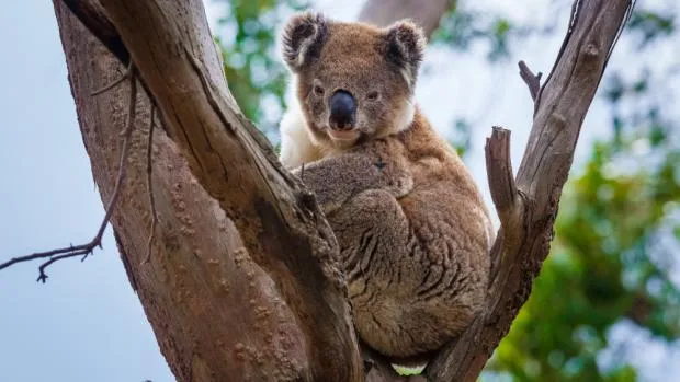 Koala sedící v kmeni stromu s rozostřeným pozadím.