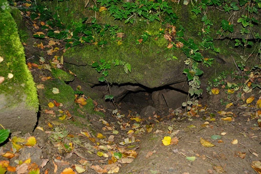 Vstup do noru jezevce v přírodě mezi listím.