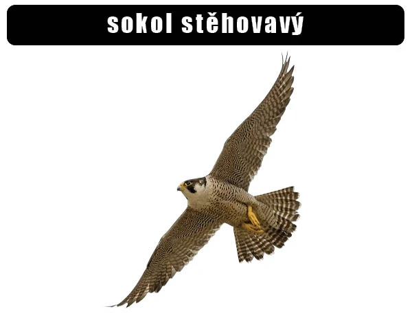 Sokol stěhovavý v letu na bílém pozadí.
