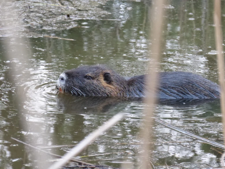 Polohy v přírodě: Nutrie říční plavoucí ve vodním prostředí.