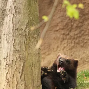 Rosomák divoký se zívá u stromu v přírodě.