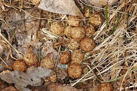 Zající trus na suchém listoví a trávě v přírodě.