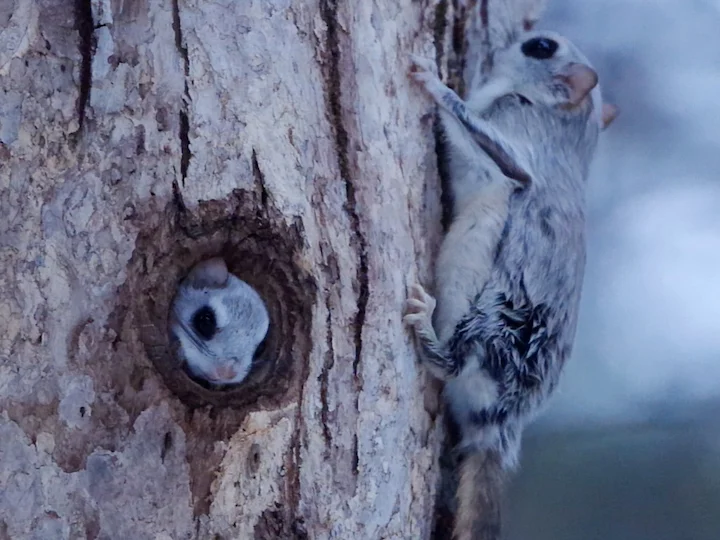 Flying squirrel in tree hole and climbing