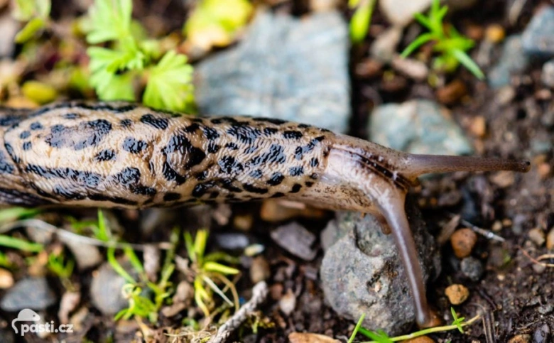 Velký slimák s leopardím vzorem plíživý po zemi.
