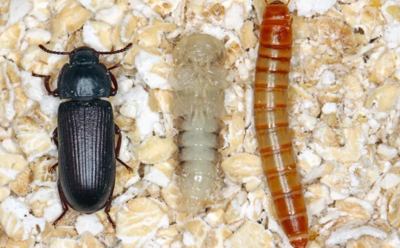 Dorostalý potemník moučný brouk, pupa a larva na zrnném podkladu.