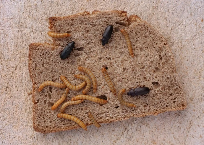 Potemník moučný s larvami na kousku chleba.