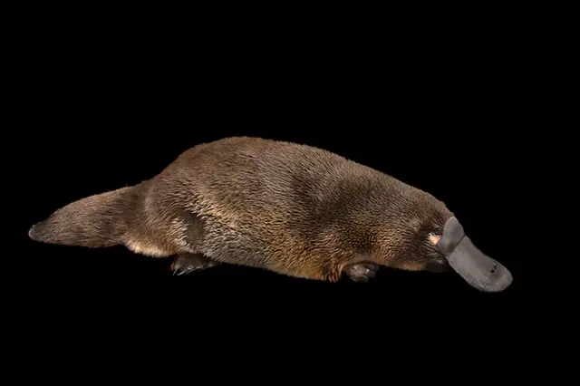 Ptakopysk s hnědým srstí na černém pozadí.